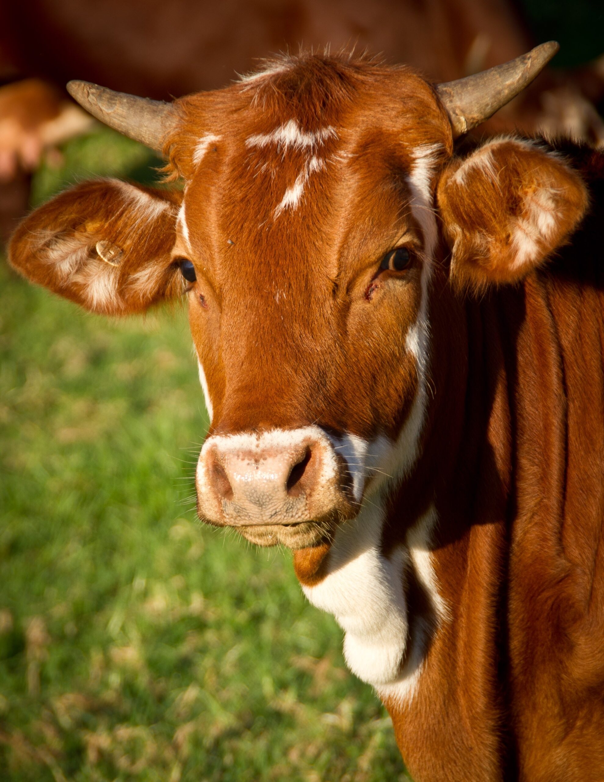 Fim do embargo: Rússia volta a importar carne bovina do Pará