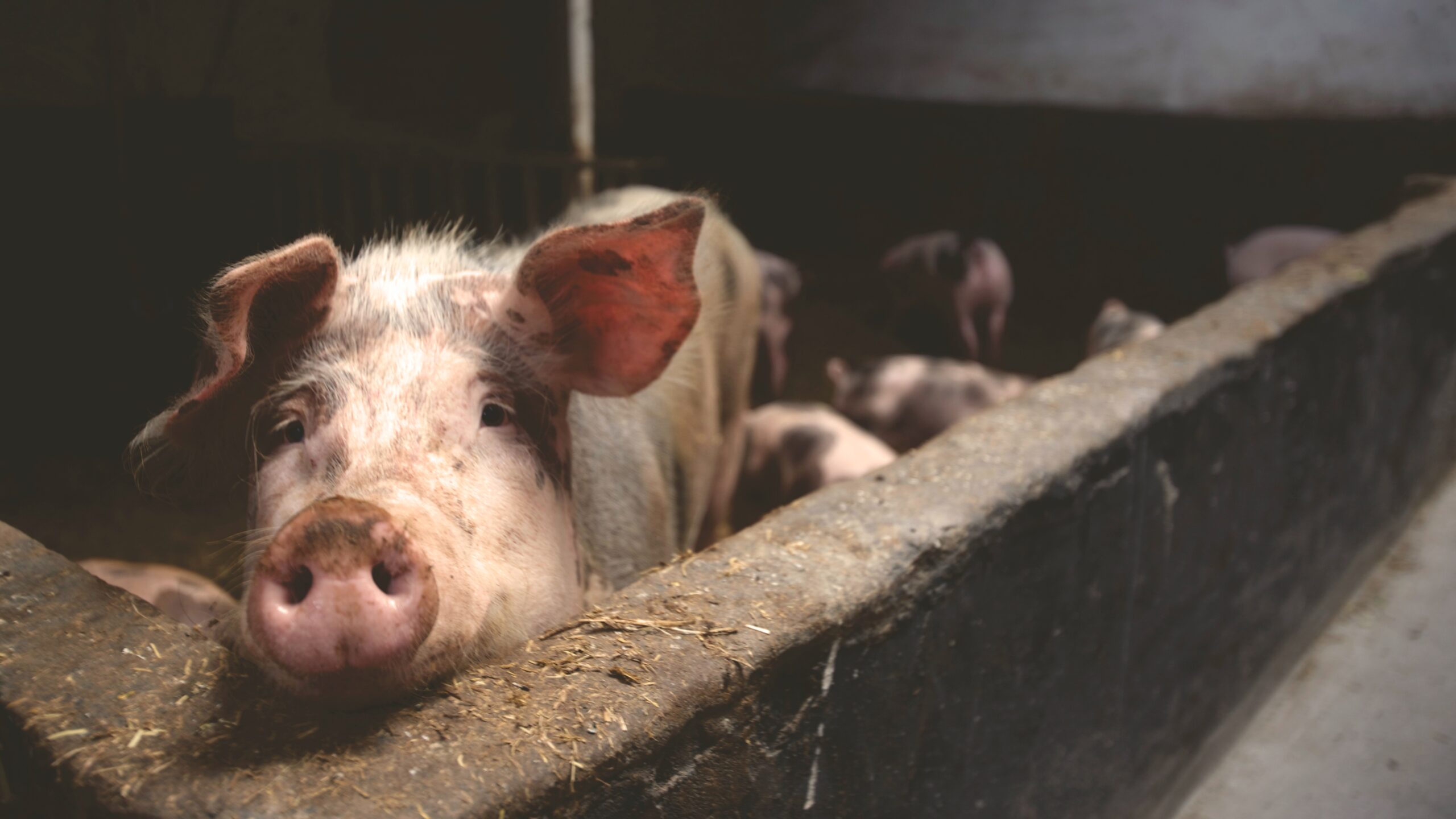 Exportações de carnes de boi, frango e suína