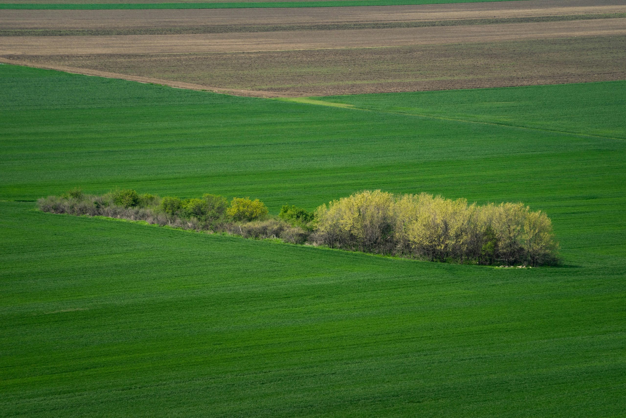 AREAS CULTIVADAS NO BRASIL E NO MUNDO