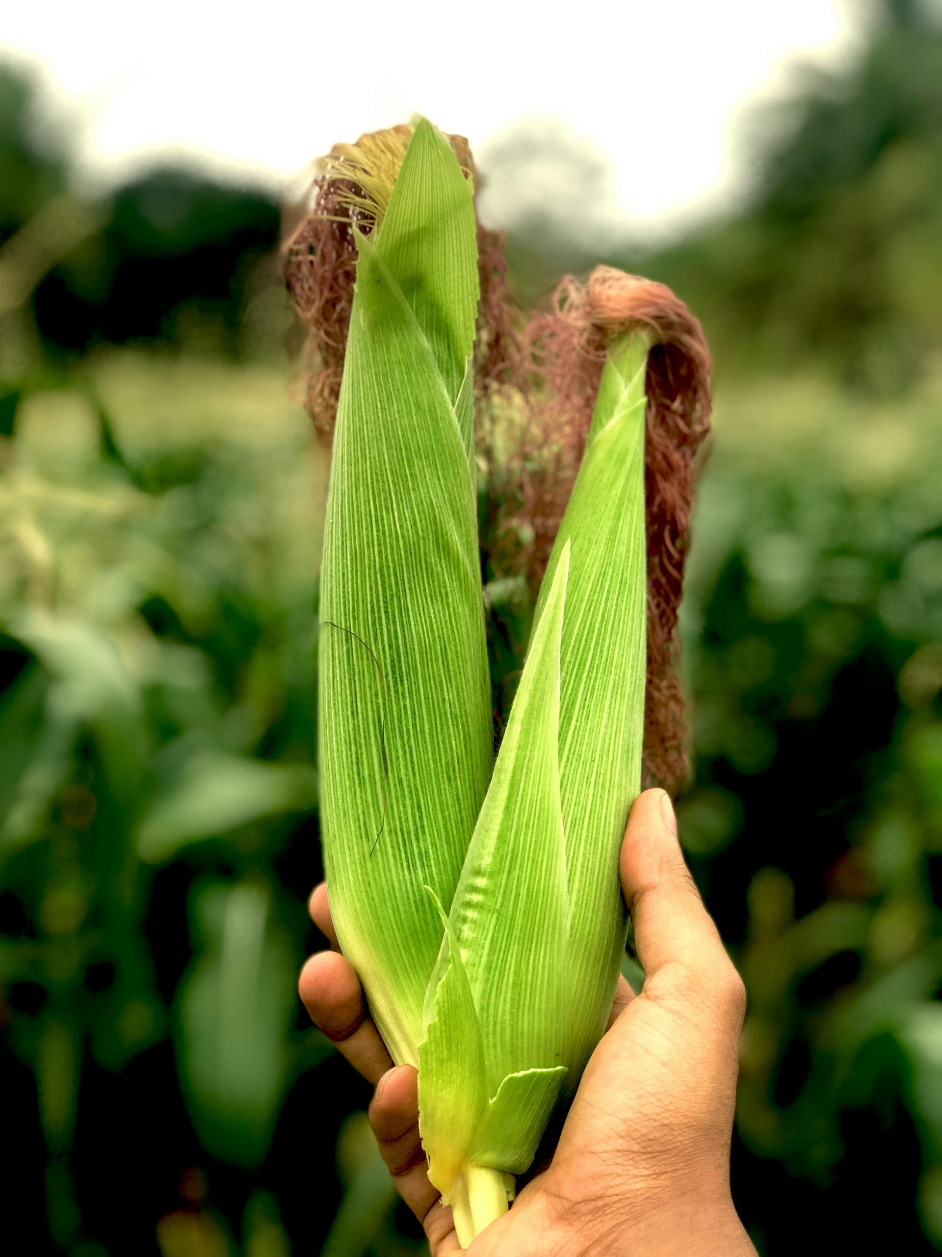 Cotações e preços físicos agro